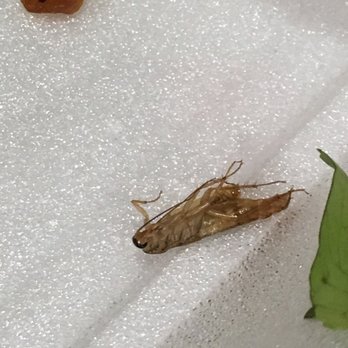 108 Vietnamese Restaurant - Dead insect - Vietnamese Near Me - Kent, Washington 108 Vietnamese Restaurant - Dead insect - Vietnamese Near Me - Kent, Washington