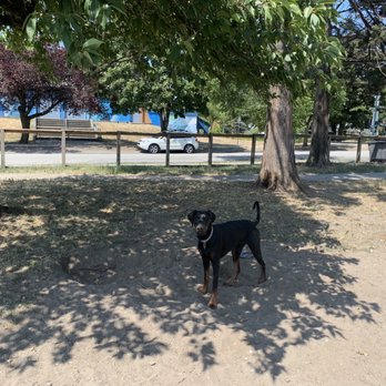 Sunset Dog Park - Dog Parks Near Me - Vancouver, British Columbia Sunset Dog Park - Dog Parks Near Me - Vancouver, British Columbia