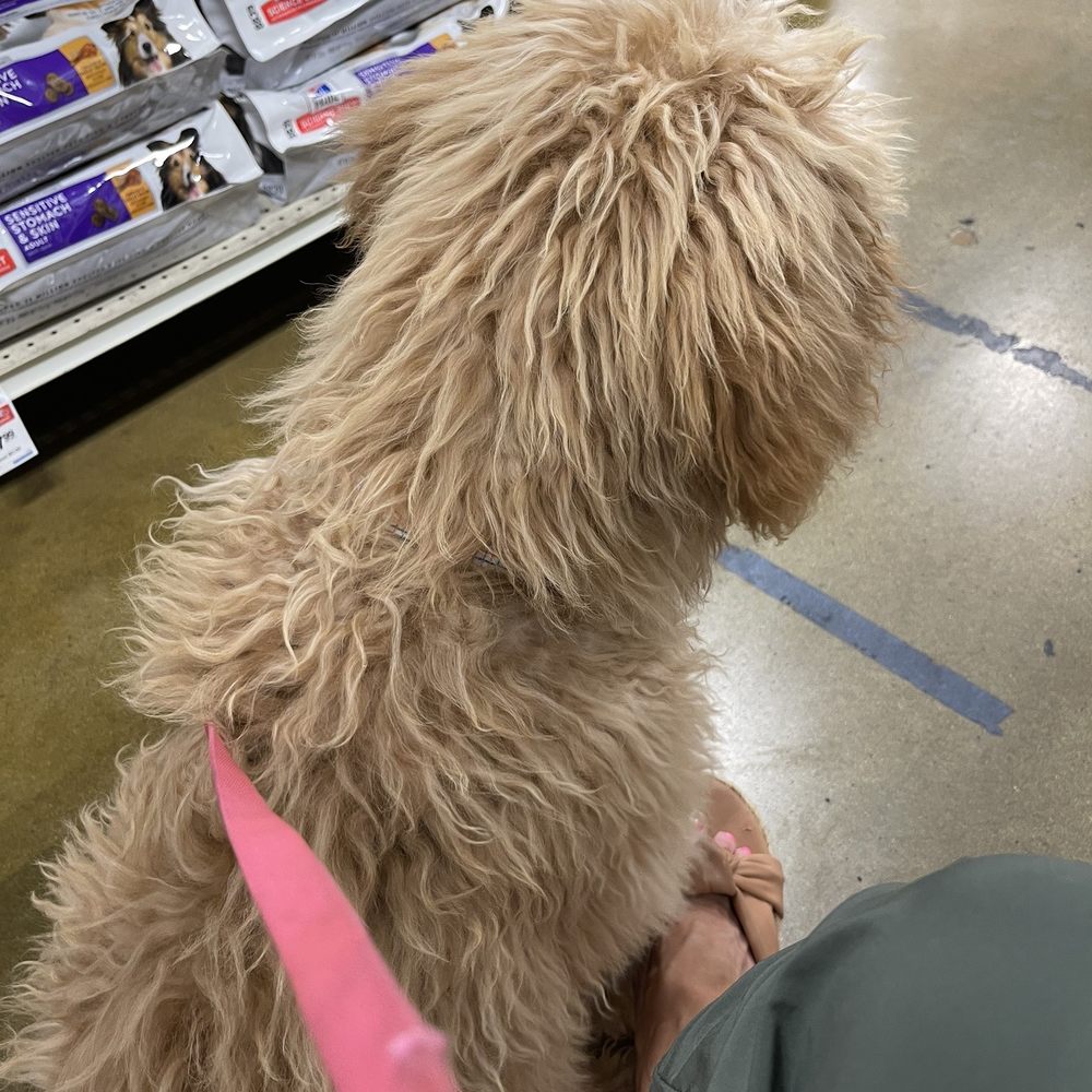 PetSmart - Cutie patooti listening in class! - Pet Stores Near Me - Henderson, Nevada PetSmart - Cutie patooti listening in class! - Pet Stores Near Me - Henderson, Nevada