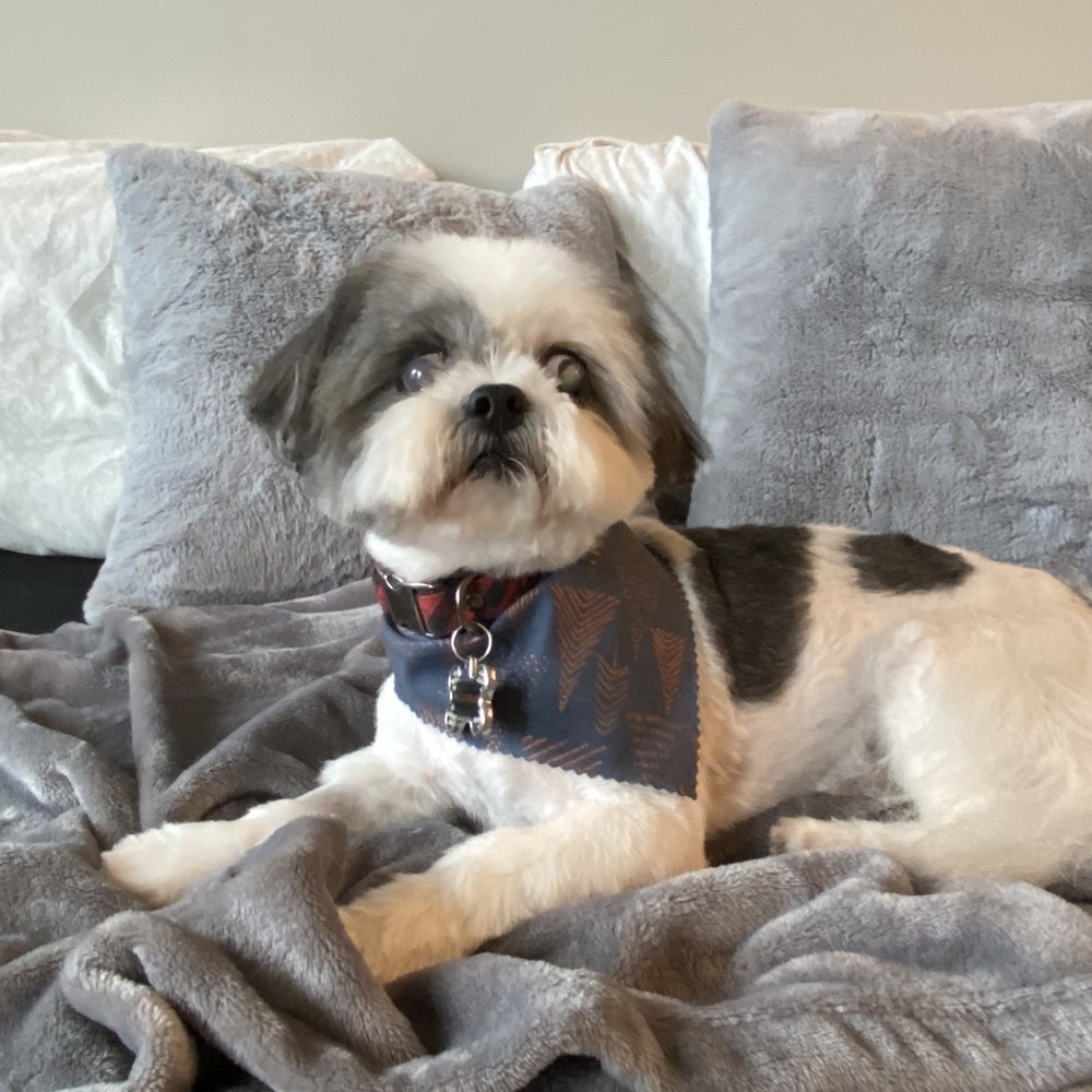 Happy boy! Happy boy!