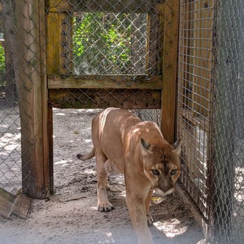 Shy Wolf Sanctuary Education & Experience Center - Cougar - Animal Shelters Near Me Shy Wolf Sanctuary Education & Experience Center - Cougar - Animal Shelters Near Me