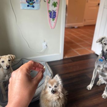 Animal Rescuers Without Borders - Peaches, coco and Logan - Animal Shelters Near Me Animal Rescuers Without Borders - Peaches, coco and Logan - Animal Shelters Near Me
