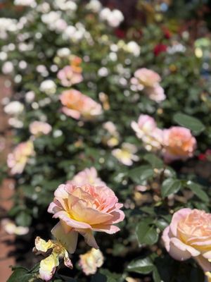 International Rose Test Garden by null International Rose Test Garden by null