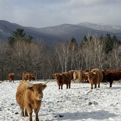 Trapp Family Lodge - Meet the cows tour