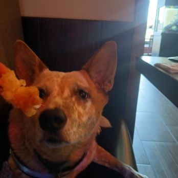 Fontana Sushi - Aspen Loves her Shrimp Tempura! - Sushi Bars Near Me - Littleton, Colorado