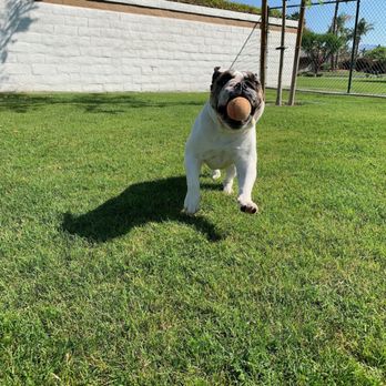 Coachella Valley Pets - CV PETS - Lamb is always happy to see Jen! - Pet Sitting Near Me - Cathedral City, California Coachella Valley Pets - CV PETS - Lamb is always happy to see Jen! - Pet Sitting Near Me - Cathedral City, California