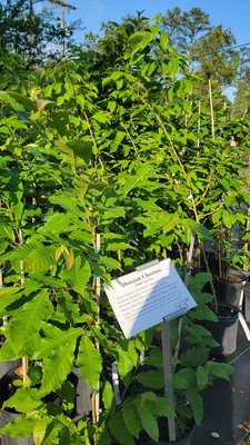 Tallahassee Nurseries by null