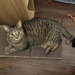 Jennies Gems Cat Rescue