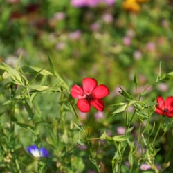 Landesgartenschau Schmalkalden