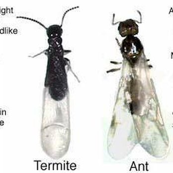 Oklahoma Pest Services Co - Termite vs. Ant - Which is which? - Pest Control Near Me - Duncan, Oklahoma Oklahoma Pest Services Co - Termite vs. Ant - Which is which? - Pest Control Near Me - Duncan, Oklahoma