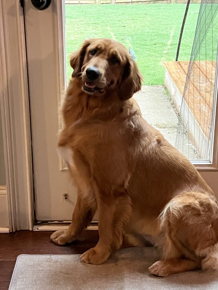 BARK AVENUE DOG GROOMING Updated August 2024 611 Plaza Dr, Zebulon