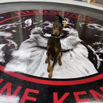 Hudson's Canine Kennels - Rocko just completed his 5 week board and train! - Pet Training Near Me - Anaheim , California Hudson's Canine Kennels - Rocko just completed his 5 week board and train! - Pet Training Near Me - Anaheim , California