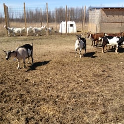 First Light Farm & Creamery - The Girls