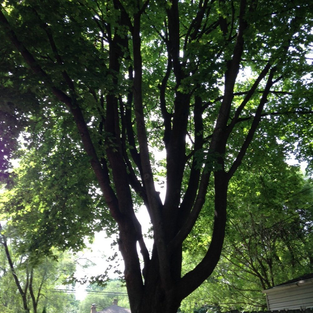 U S Tree Service - Big maple tree, pre-trimming - Tree Services Near Me - Addison, Illinois