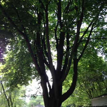 U S Tree Service - Big maple tree, pre-trimming - Tree Services Near Me - Addison, Illinois