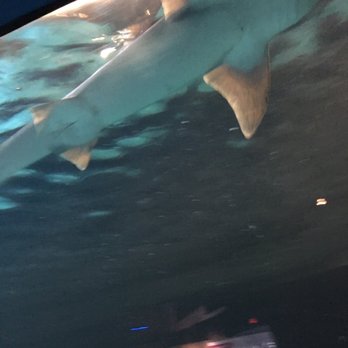 Indianapolis Zoo - Sharks you can try to pet them! - Zoos Near Me - Indianapolis, Indiana Indianapolis Zoo - Sharks you can try to pet them! - Zoos Near Me - Indianapolis, Indiana