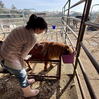 American Made Farm Sanctuary - Petting Zoos Near Me - Petaluma, California