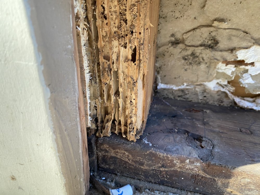 TAPS TERMITE Updated September 2024 15 Photos & 63 Reviews 14436