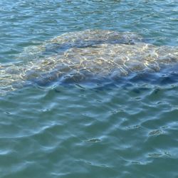 Homosassa Manatee Snorkeling Center