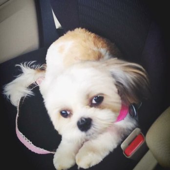 Pet Styles by Monika - This is on the regular basis. - Pet Groomers Near Me - Totowa, New Jersey