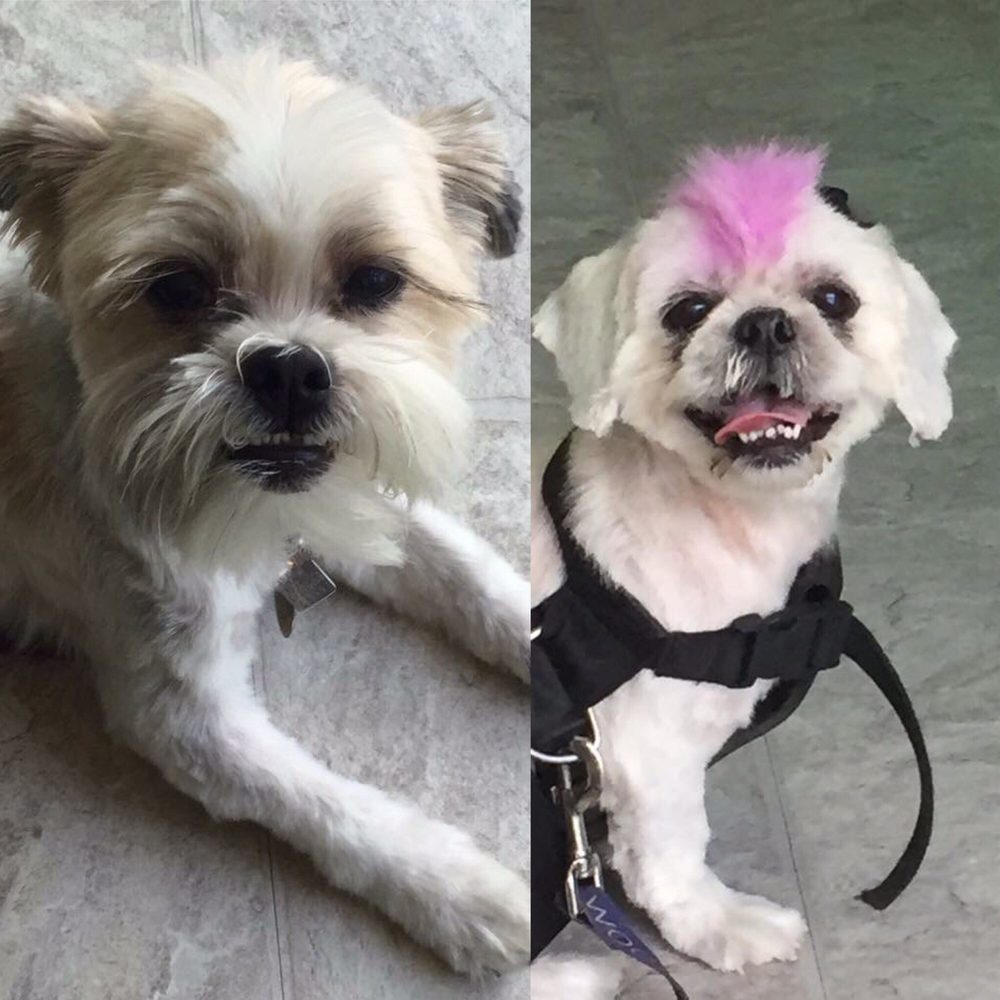 small yorkies for adoption