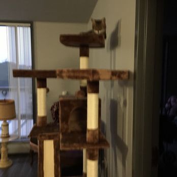 Nanette’s Pet Care - Again this is my cat Angel. She is laying on top of a 72 inch cat tree I built myself from a kit. - Pet Sitting Near Me Nanette’s Pet Care - Again this is my cat Angel. She is laying on top of a 72 inch cat tree I built myself from a kit. - Pet Sitting Near Me