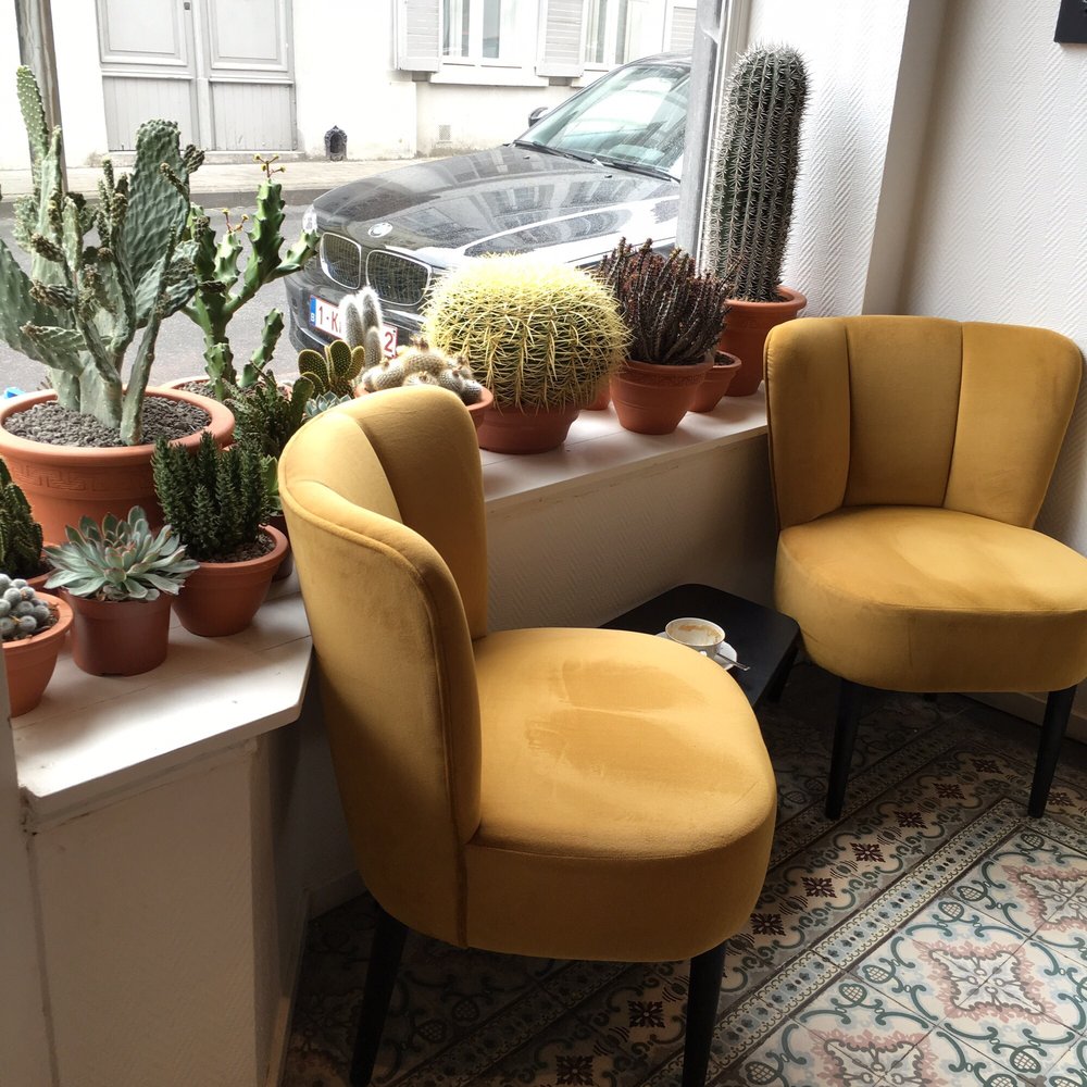 Sanseveria - Gorgeous interiors and lots of cacti to feast your eyes on - Bagels Near Me - Bruges, VWV Sanseveria - Gorgeous interiors and lots of cacti to feast your eyes on - Bagels Near Me - Bruges, VWV