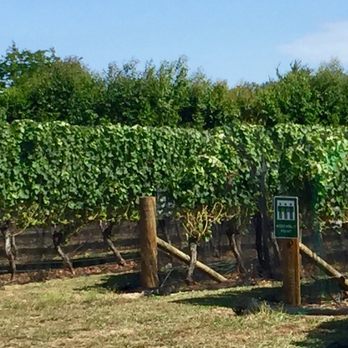 Askerne Winery - Lush vineyards - Wine Tasting Room Near Me - Havelock North, HKB