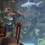 Dive Lounge