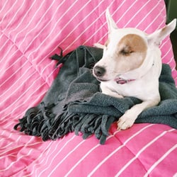 norseman animal hospital