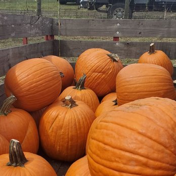 Wesley Wells Farm - Pumpkin Festival - Pick Your Own Farms Near Me - St. Augustine, Florida