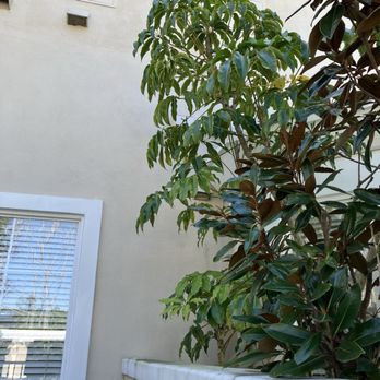 Orange County Tree Services - Before - Tree Services Near Me Orange County Tree Services - Before - Tree Services Near Me