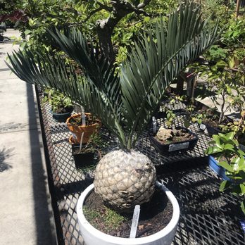 Golden Nursery - Unique selection of plants. - Nurseries & Gardening Near Me - San Mateo, California