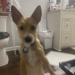 Pampered; Poodles & Terriers - Dean