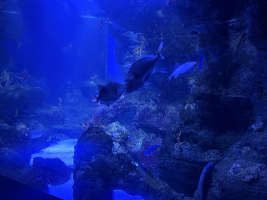 L’Aquàrium de Barcelona by null