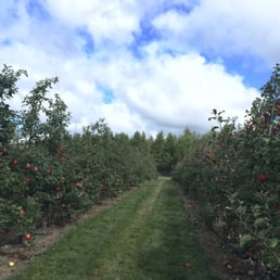 honey crisp apples! honey crisp apples!