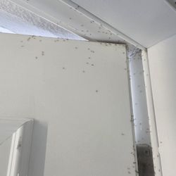 Best Stay Florida - Ants surrounding the doorframe.