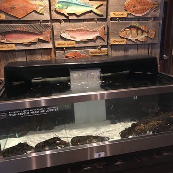 Red Lobster - Lobster tank - Seafood Near Me - Mississauga, Ontario Red Lobster - Lobster tank - Seafood Near Me - Mississauga, Ontario