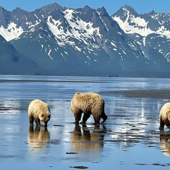 Scenic Bear Viewing - Tours Near Me - Homer, Alaska Scenic Bear Viewing - Tours Near Me - Homer, Alaska