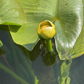 Fort Maitland Park - Lily pads in bloom - Parks Near Me - Maitland, Florida Fort Maitland Park - Lily pads in bloom - Parks Near Me - Maitland, Florida