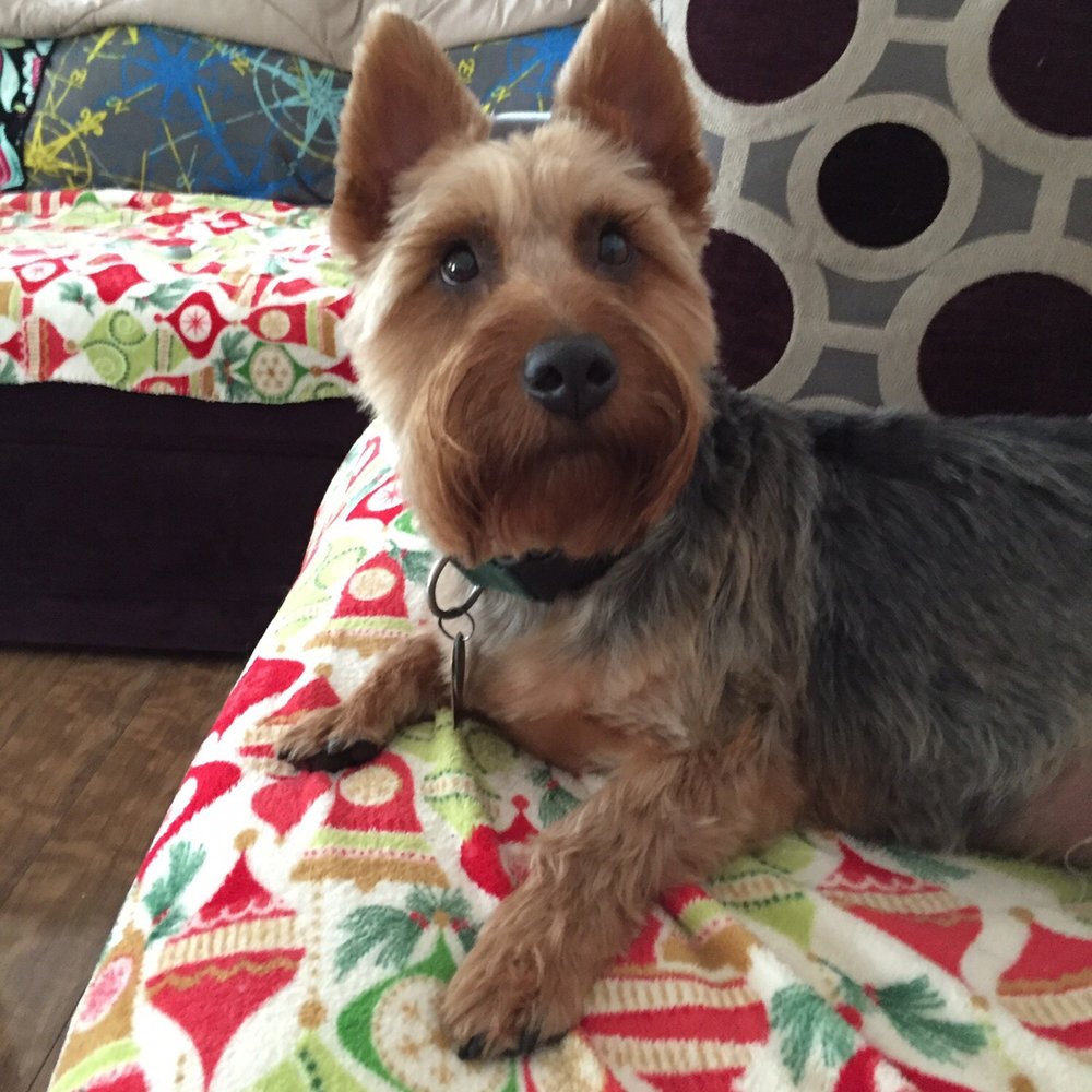 Pet Stop - Cobber after grooming at the Pet Stop. - Pet Sitting Near Me Pet Stop - Cobber after grooming at the Pet Stop. - Pet Sitting Near Me