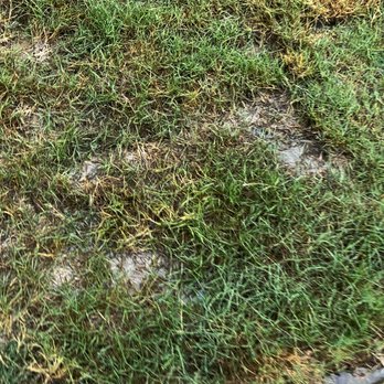 Grace Landscaping and Tree Service - Sprinklers ran this morning. Over an inch of standing water remains. - Landscaping Near Me
