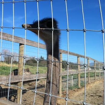 Ostrichland USA - Attraction Farms Near Me - Solvang, California Ostrichland USA - Attraction Farms Near Me - Solvang, California