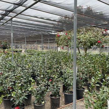 Nuccio's Nurseries - Nuccio's nursery - Nurseries & Gardening Near Me - Altadena, California
