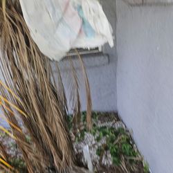 All Trades of Roofing & Construction - Trash in trees from roofers.