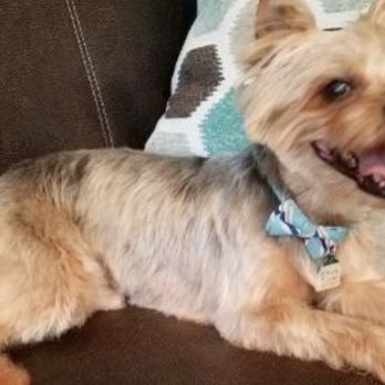 NC Yorkie Rescue - Axel Brack, our new baby! - Animal Shelters Near Me NC Yorkie Rescue - Axel Brack, our new baby! - Animal Shelters Near Me