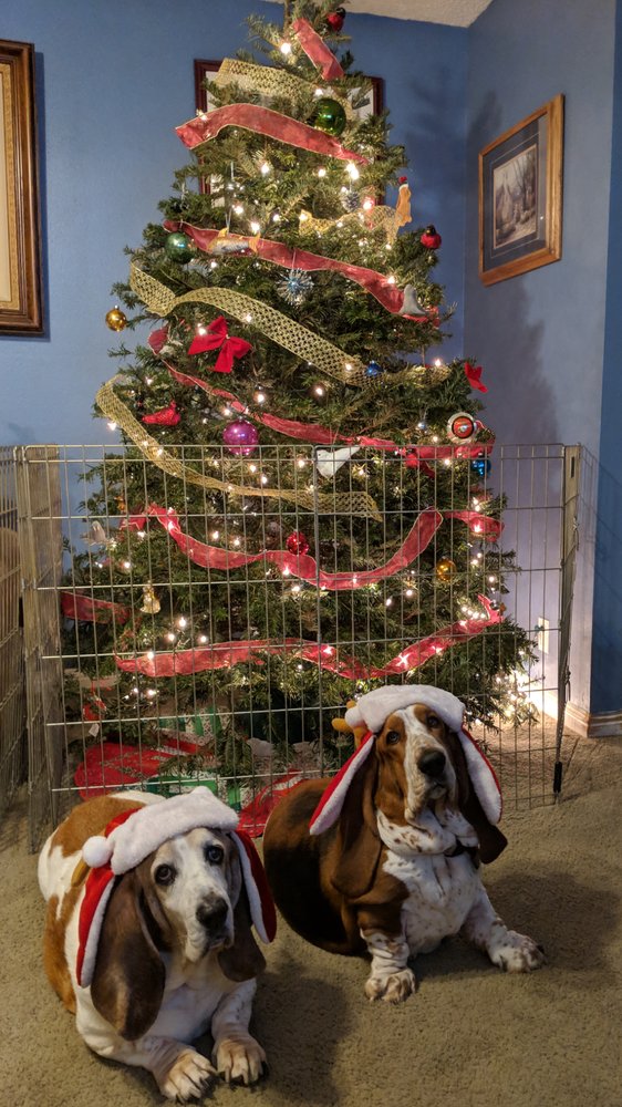 MIKEY’S CHRISTMAS TREES 6041 Sunrise Mall, Citrus Heights, California