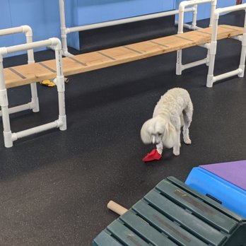 Canine Enrichment Center - Sometimes, there's a treat hidden behind the obstacle at the Canine Enrichment Center in Grafton, WI! - Pet Training Near Me - Grafton, Wisconsin