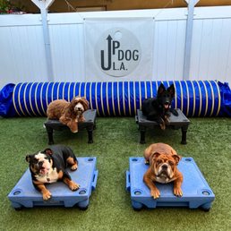 Dog training area