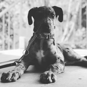 Innate Dog Training - Penelope - Practicing her down stay position during her first session - Pet Training Near Me